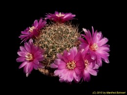 Sulcorebutia santiaginiensis HS109 2207